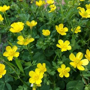 Meet your Posher, Vivienne